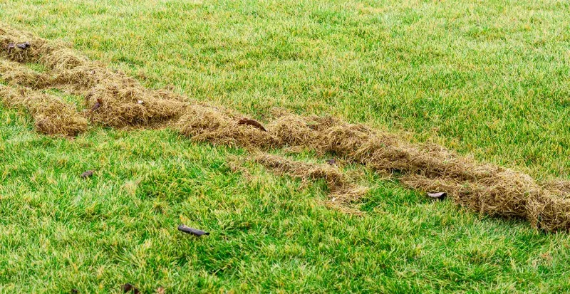 Check The Thatch Before You Treat It Check The Thatch Before You Treat It