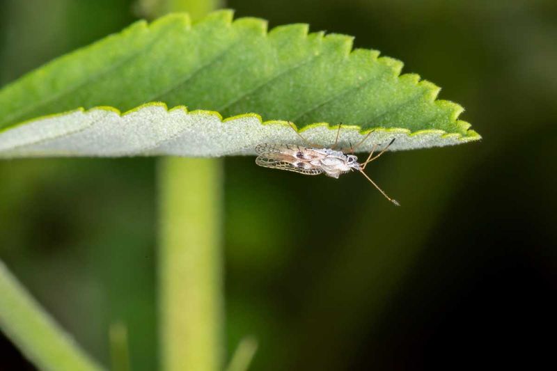 Check The Undersides For Lace Bugs