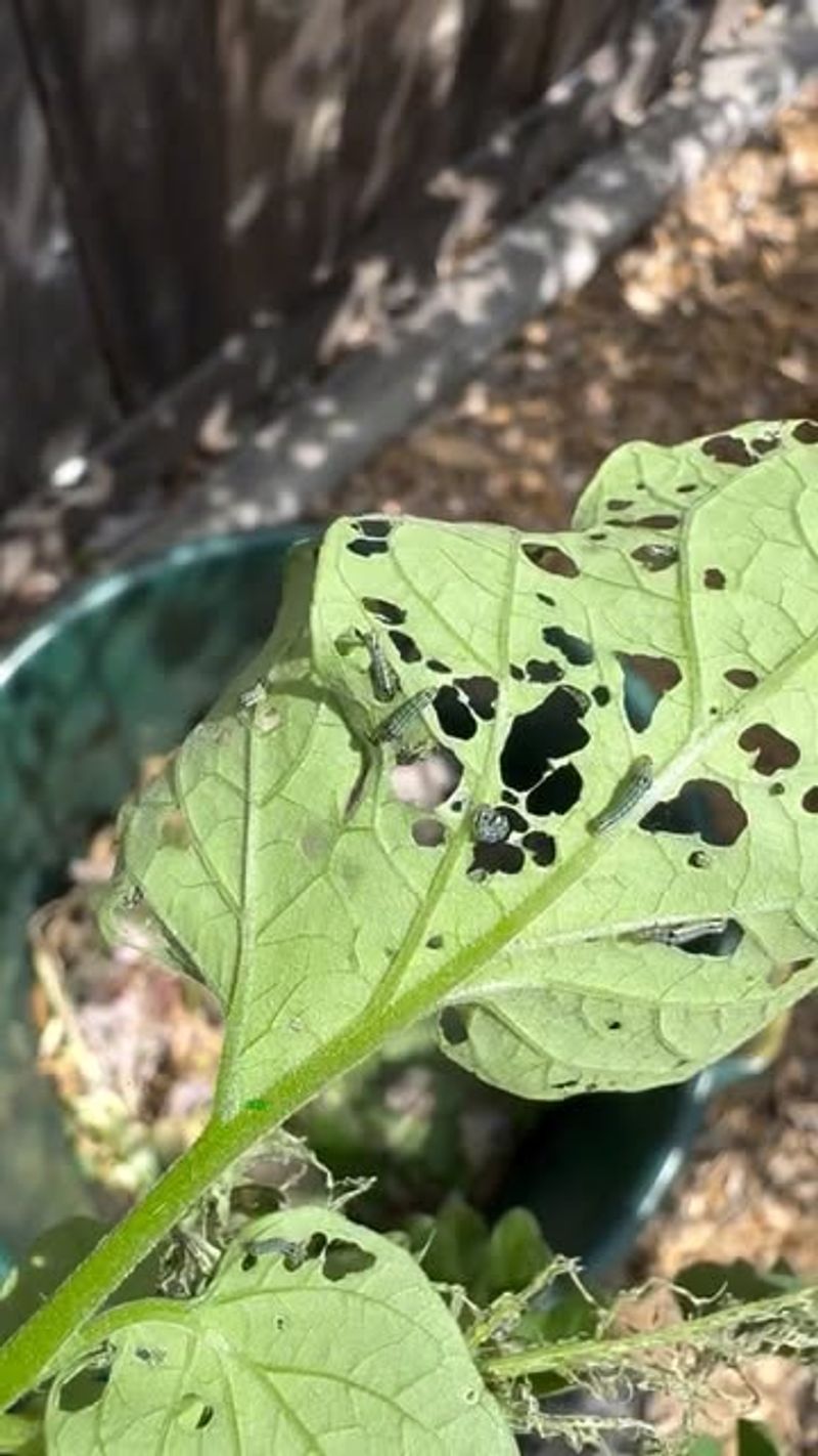 Check The Undersides Of Leaves