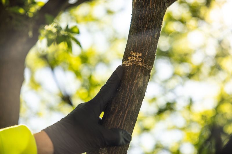 Check Trees Again After Every Major Storm Check Trees Again After Every Major Storm