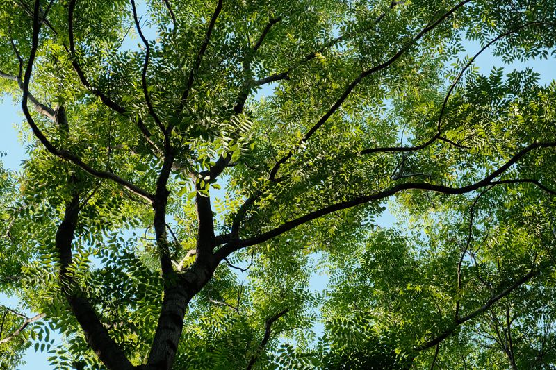 Check Trees For Heat Stress Check Trees For Heat Stress