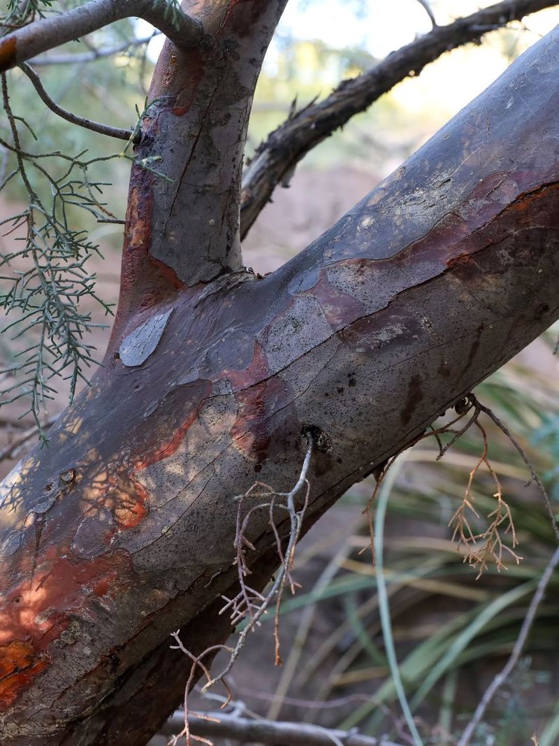 Check Trees For Leaning After Heavy Rain Check Trees For Leaning After Heavy Rain