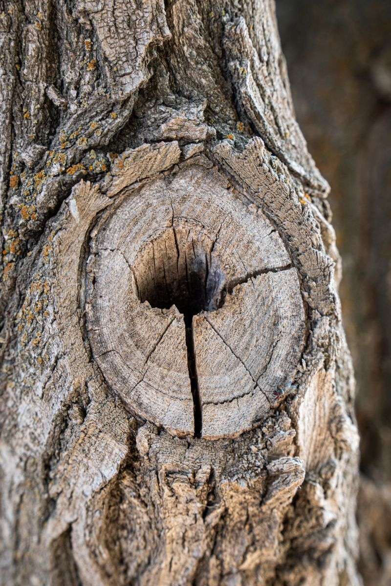 Check Trunks For Splits Or Exposed Wood Check Trunks For Splits Or Exposed Wood