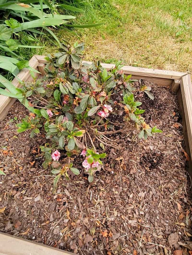 Check Under The Mulch Before Watering Again