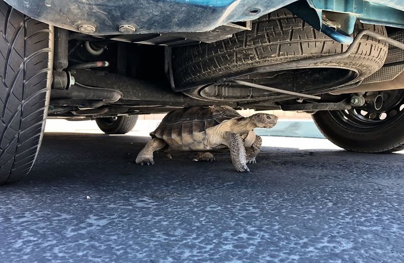 Check Under Vehicles Before Driving Away Check Under Vehicles Before Driving Away