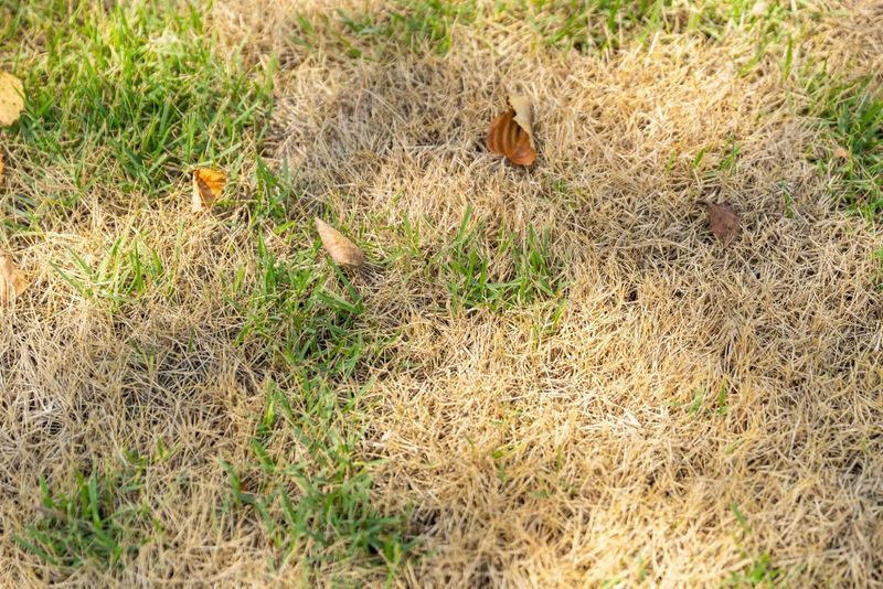 Check Whether Brown Grass Is Dormant Or Done