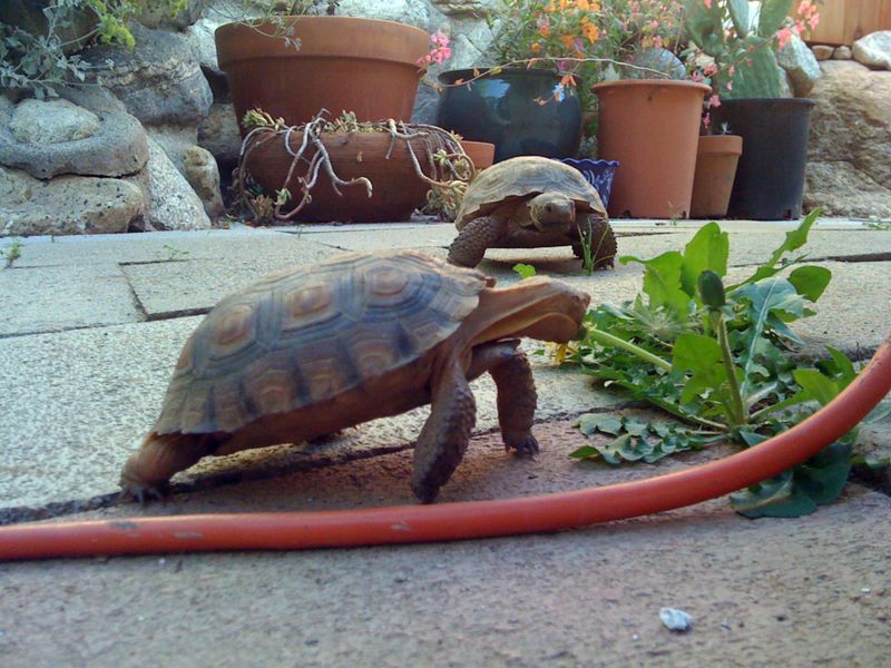 Check Whether It Might Be An Escaped Captive Tortoise