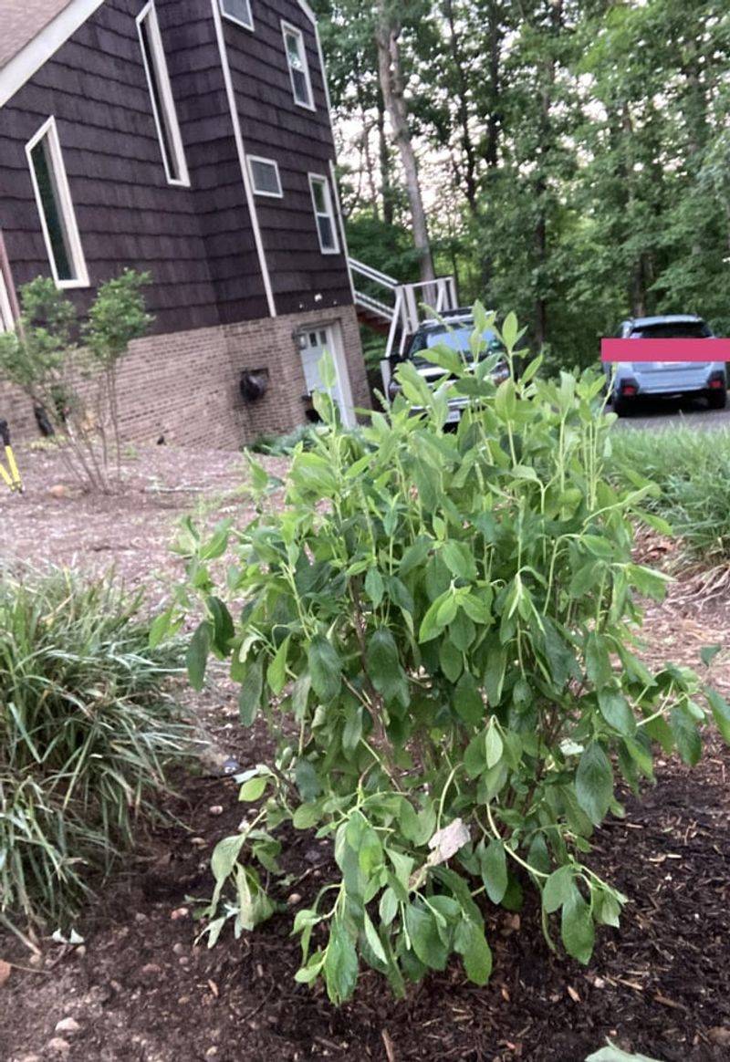 Check Whether Leaves Perk Up Overnight Check Whether Leaves Perk Up Overnight