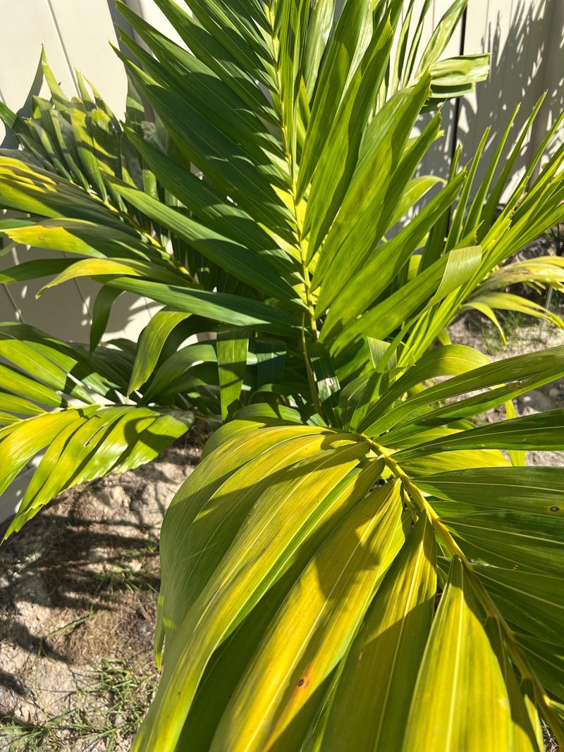 Check Yellowing Before You Prune Check Yellowing Before You Prune