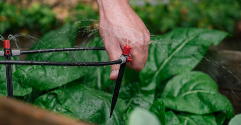 Drip Irrigation (featured image)
