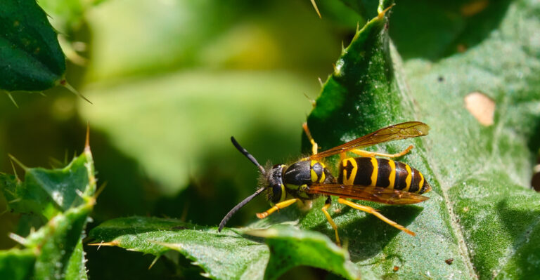 Check Your Minnesota Lawn For These Yellow Jacket Nesting Spots Before Mowing