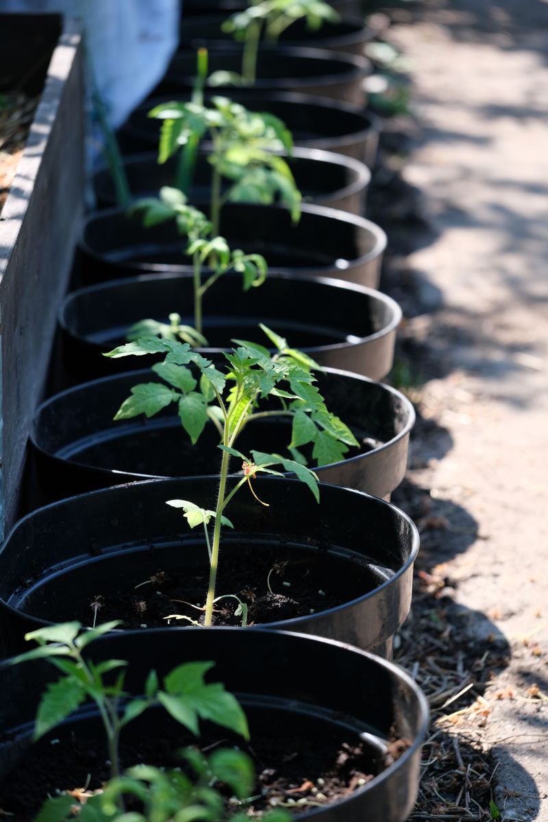 Checking Containers And Raised Beds For Extra Dryness Checking Containers And Raised Beds For Extra Dryness