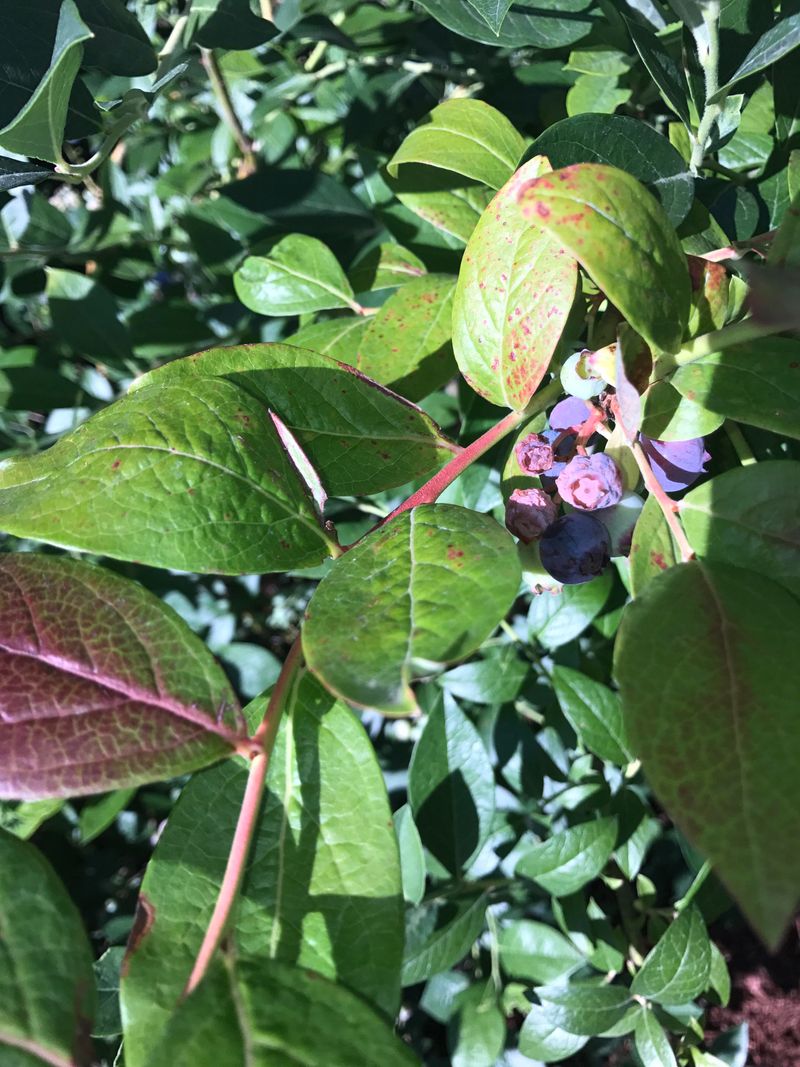Checking Leaves For Stress Or Disease Signs Checking Leaves For Stress Or Disease Signs