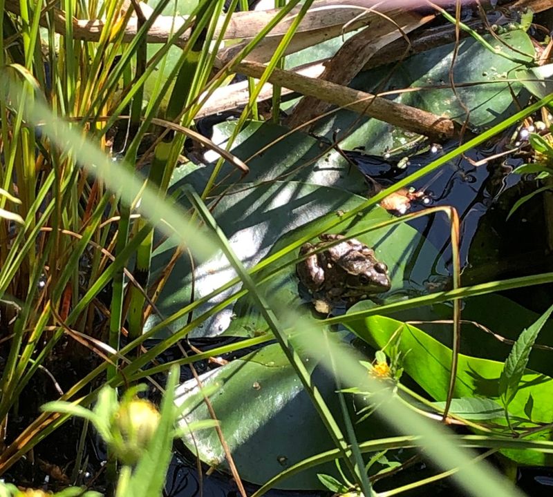 Chemical-Free Areas Are Safer For Sensitive Amphibians Chemical-Free Areas Are Safer For Sensitive Amphibians
