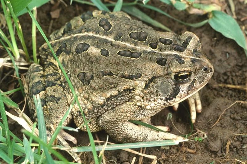 Chemical Lawn Products Can Drive Toads Away