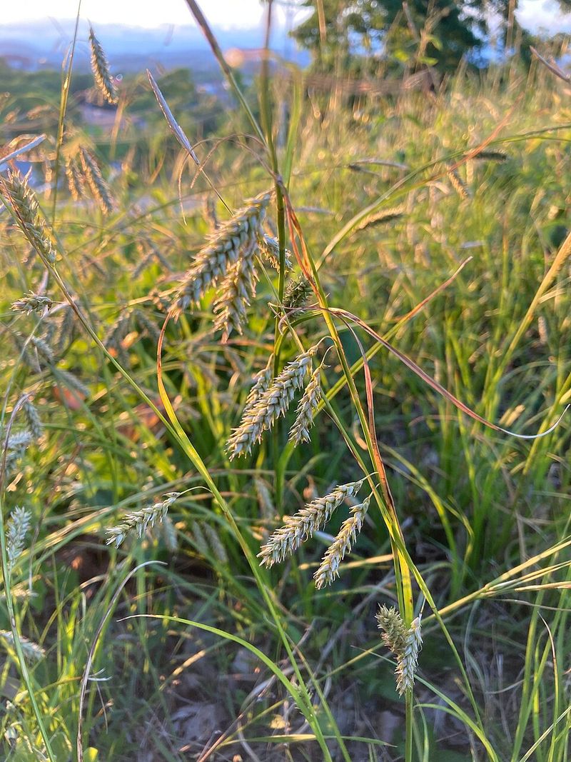Cherokee Sedge Is Winning The Oak Shade Battle Cherokee Sedge Is Winning The Oak Shade Battle