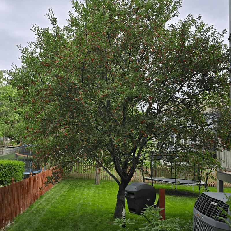 Cherry Trees Benefit From Summer Pruning
