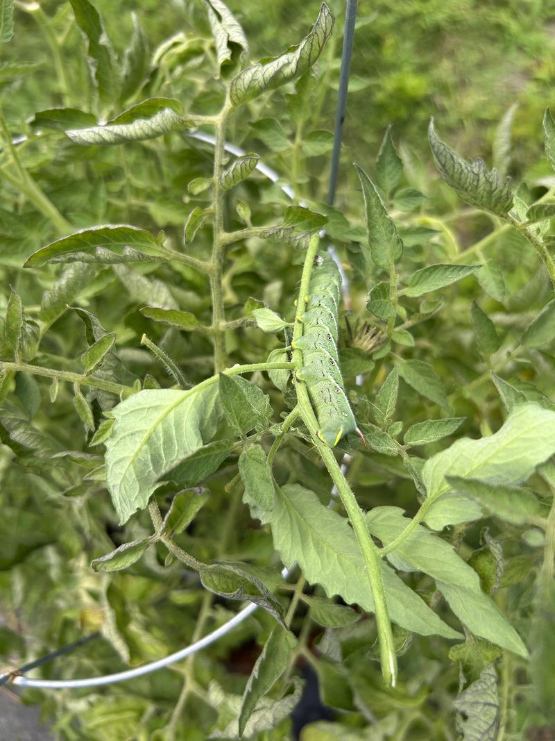 Chewed Leaves Can Spread Fast If Left Unchecked Chewed Leaves Can Spread Fast If Left Unchecked
