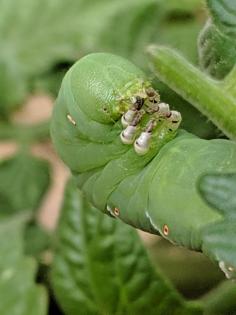 Chewed Tomato Leaves Confirm It