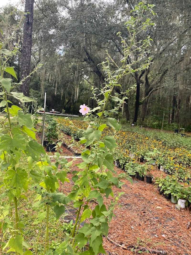 Chiappini Farm Native Nursery Rewards The Detour Chiappini Farm Native Nursery Rewards The Detour