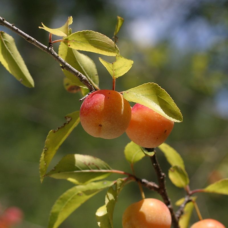 Chickasaw Plum Offers Fruit And Foraging Opportunities Chickasaw Plum Offers Fruit And Foraging Opportunities