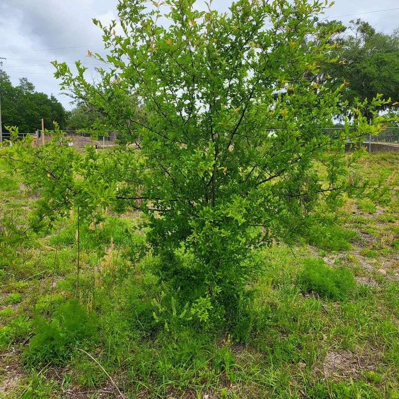 Chickasaw Plum Supports Pollinators And Wildlife Chickasaw Plum Supports Pollinators And Wildlife