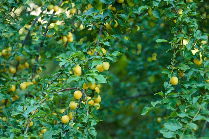 Chickasaw Plum