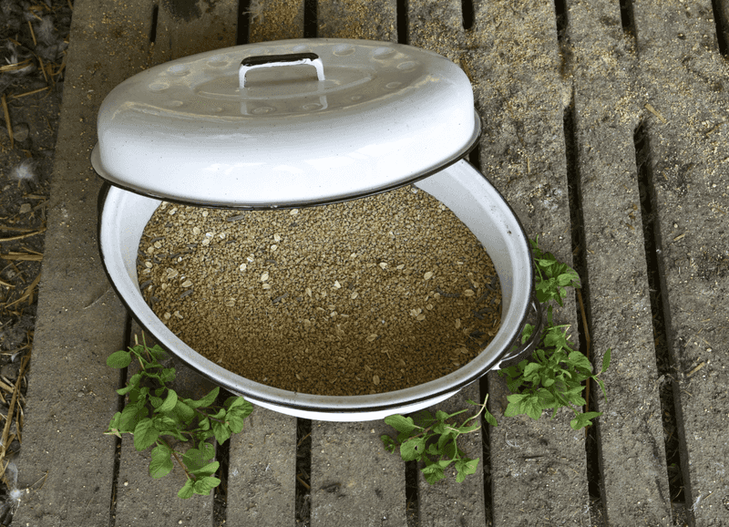Chicken Feed Needs Rodent-Proof Storage Chicken Feed Needs Rodent-Proof Storage
