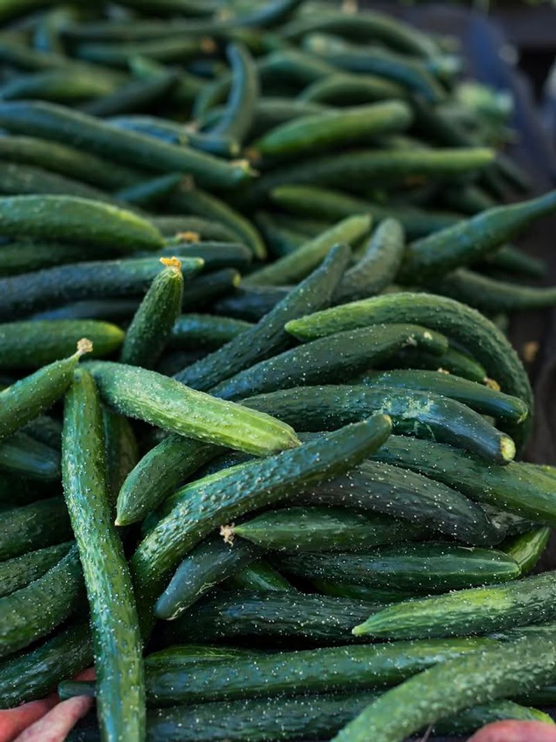 Chill Cucumbers Soon After Picking Chill Cucumbers Soon After Picking