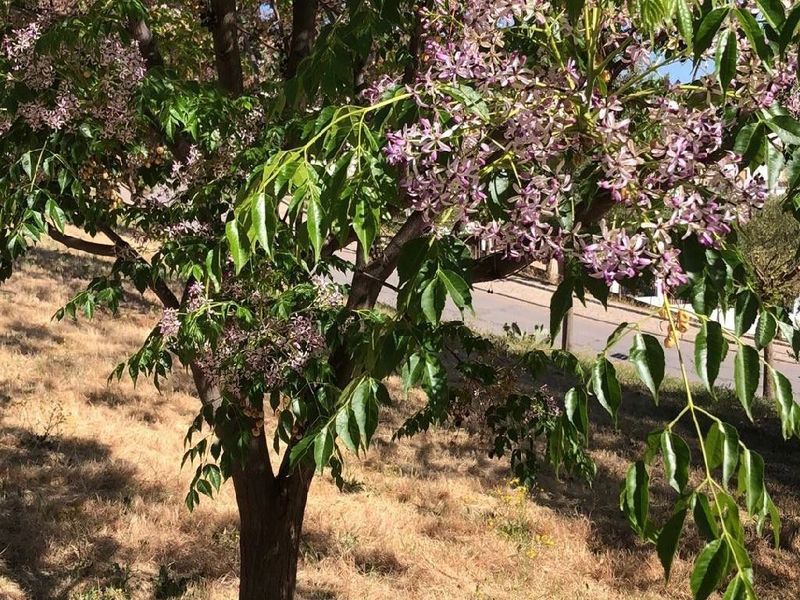 Chinaberry Trees Spread Far Beyond The Yard Chinaberry Trees Spread Far Beyond The Yard