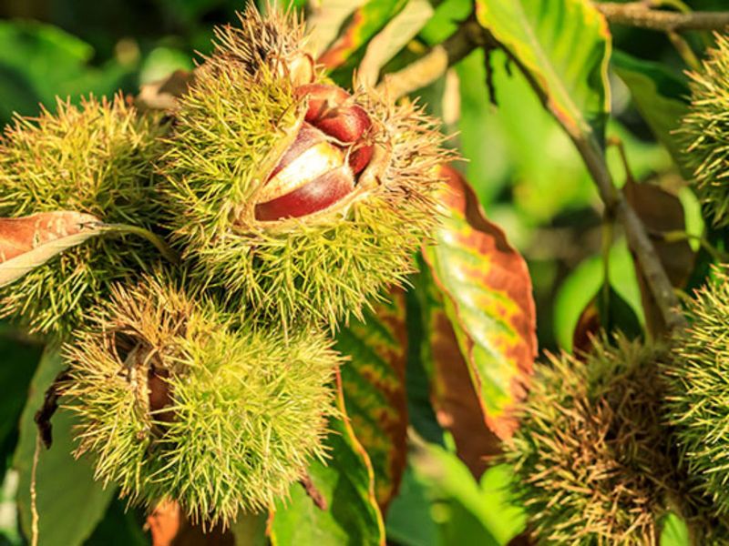 Chinese Chestnut Chinese Chestnut