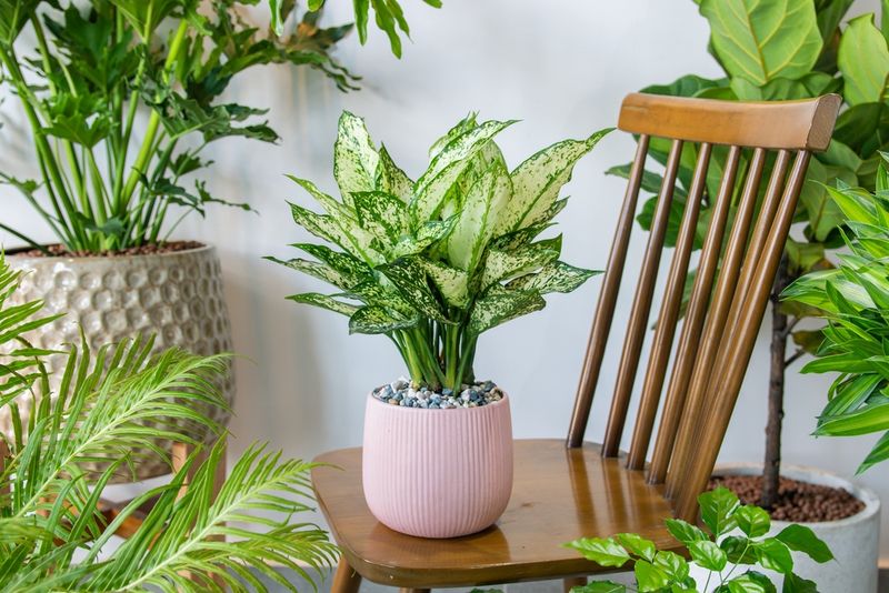 Chinese Evergreen Brightens Low Light Chinese Evergreen Brightens Low Light
