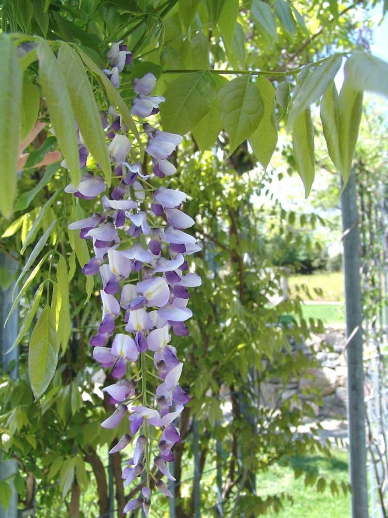 Chinese Or Japanese Wisteria Chinese Or Japanese Wisteria