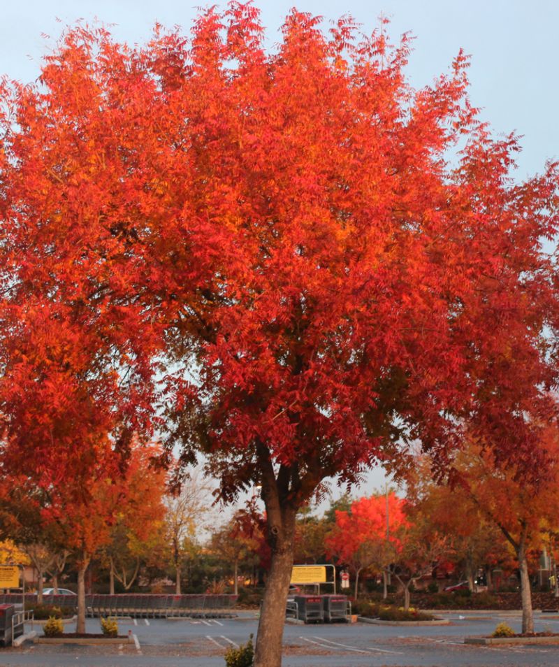 Chinese Pistache Shrugs Off Storms And Drought Chinese Pistache Shrugs Off Storms And Drought
