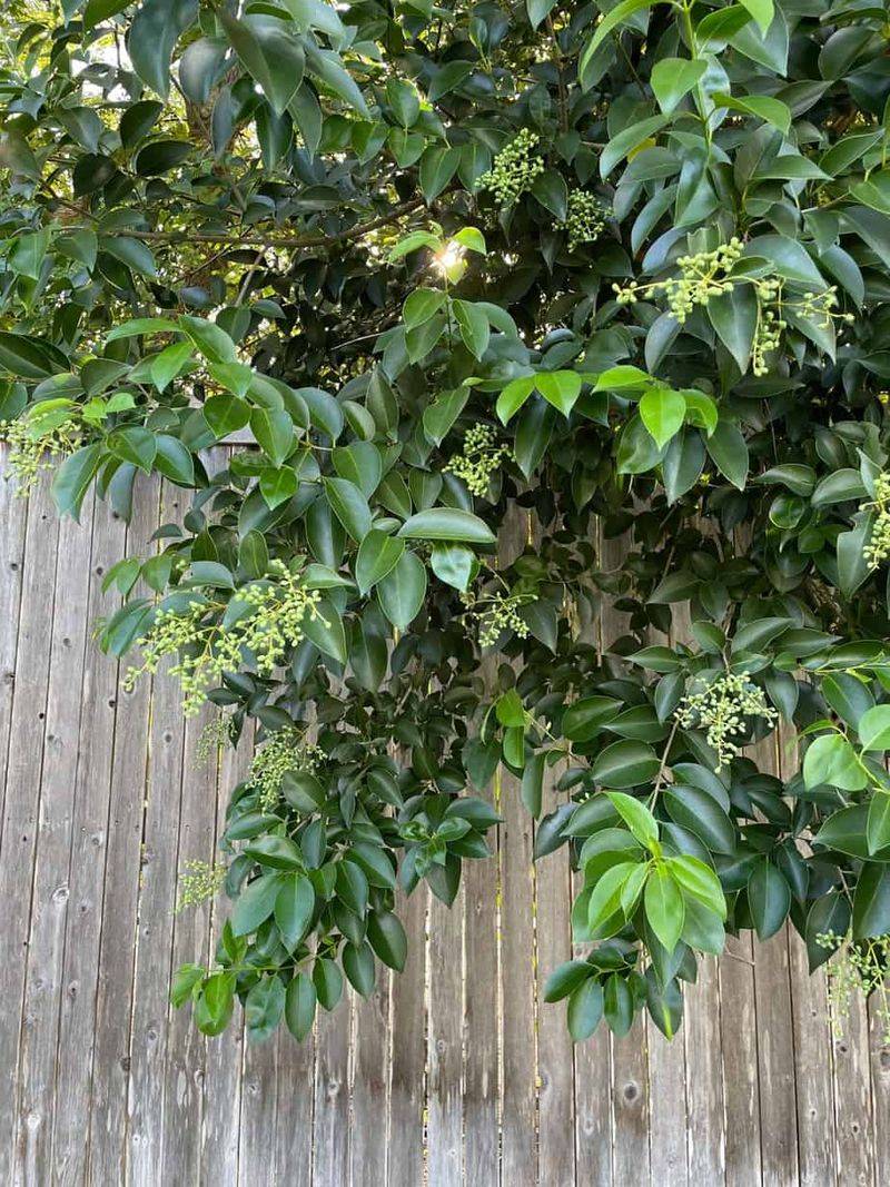 Chinese Privet Turns Your Fence Line Into A Wall