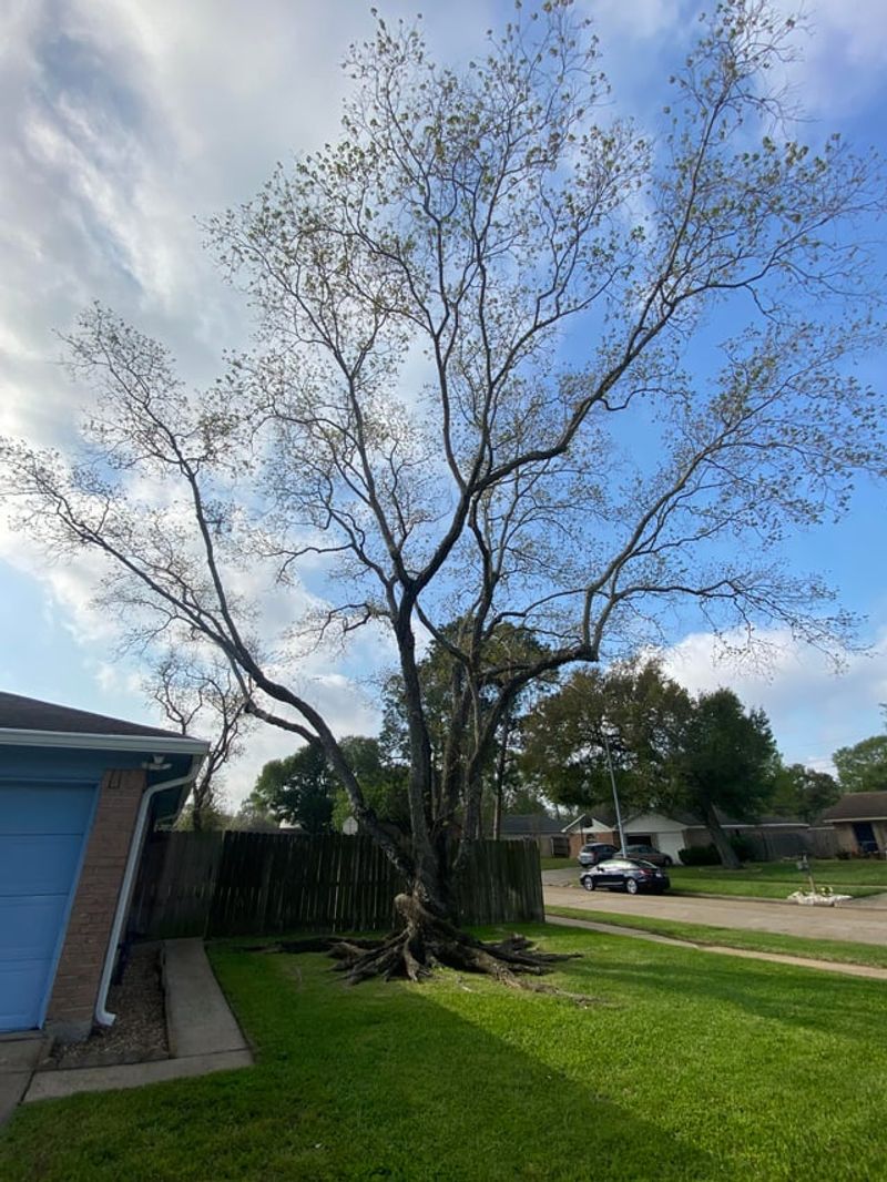 Chinese Tallow Trees Near Coastal Homes