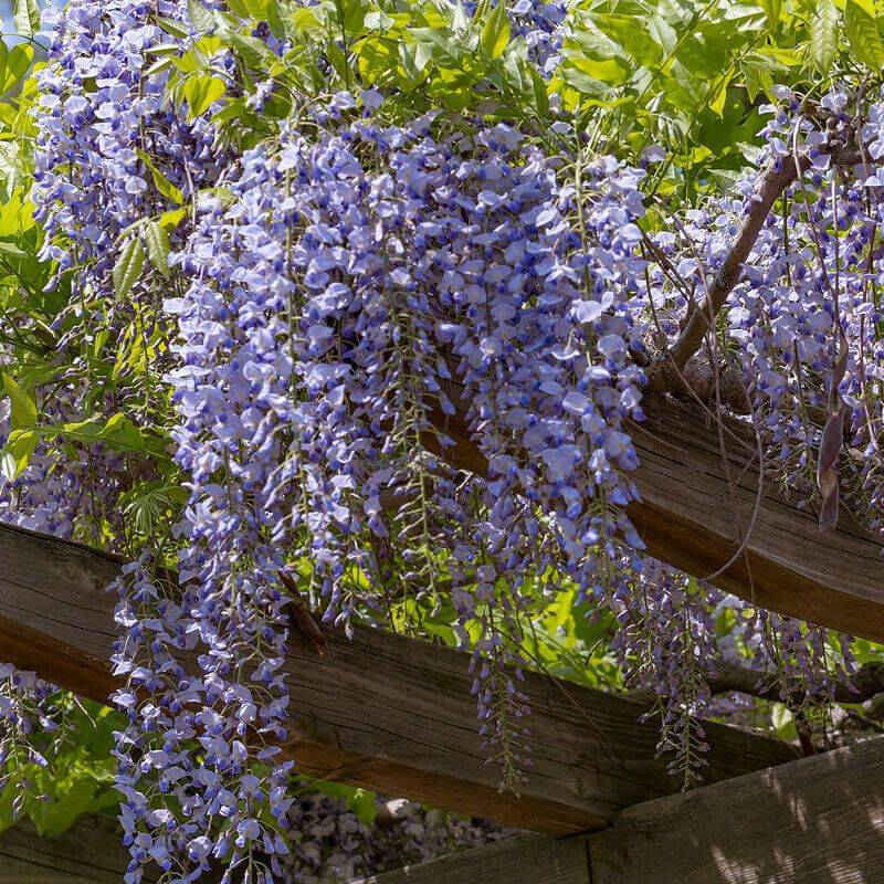 Chinese Wisteria