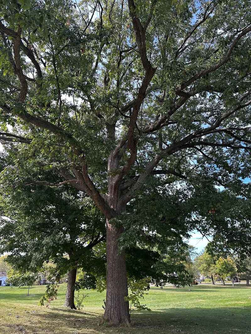 Chinkapin Oak Fits Sunny, Well-Drained Street Verges Chinkapin Oak Fits Sunny, Well-Drained Street Verges