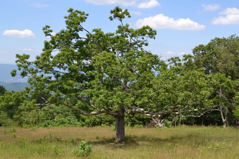 Chinkapin Oak (Quercus Muehlenbergii)