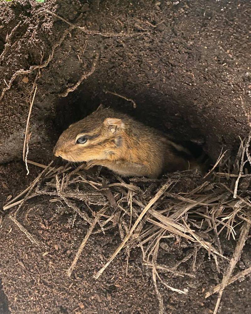 Chipmunk Holes Usually Mean One Thing Chipmunk Holes Usually Mean One Thing