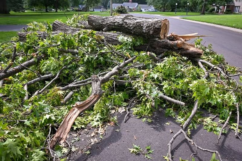 Chipping And Mulching Storm Debris Locally Is A Smart Move Chipping And Mulching Storm Debris Locally Is A Smart Move