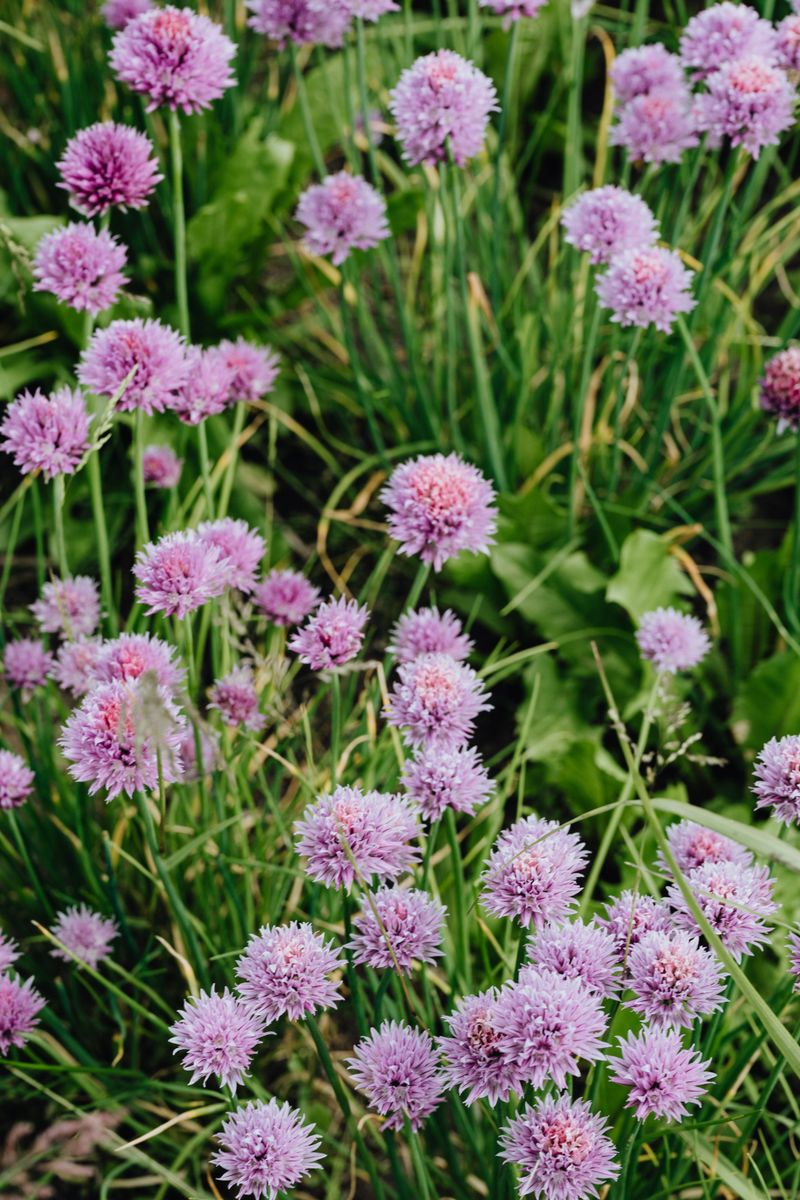 Chives