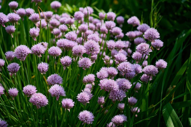 Chives Chives
