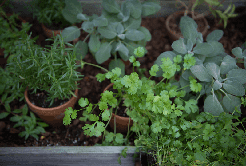 Chives And Cilantro Handle A Little Shade Chives And Cilantro Handle A Little Shade