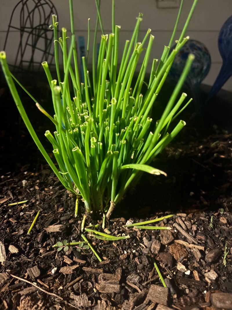 Chives Push Fresh Leaves After Cutting