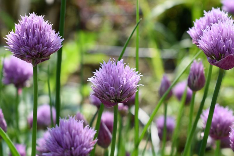 Chives Chives