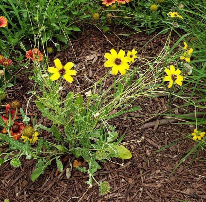 Chocolate Flower Is The Plant Behind The Sweet Scent Chocolate Flower Is The Plant Behind The Sweet Scent