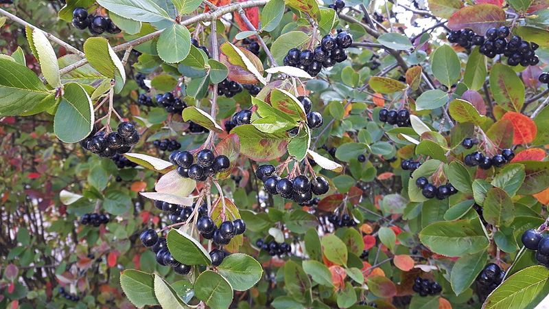 Chokeberry