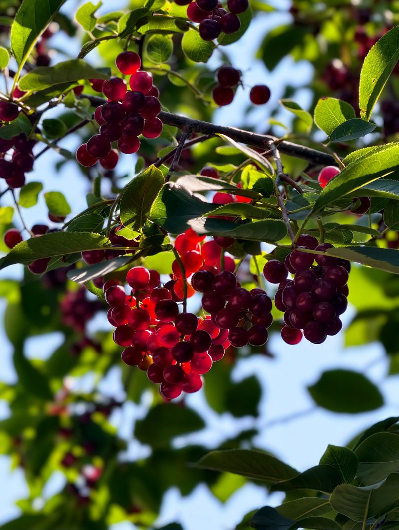 Chokecherry
