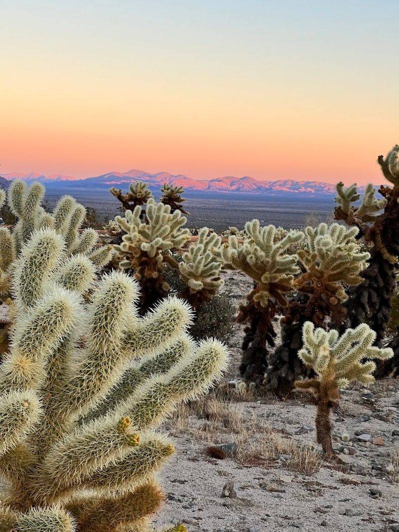 Cholla Cactus Garden Turns Joshua Tree Into A Wild Desert Walk Cholla Cactus Garden Turns Joshua Tree Into A Wild Desert Walk